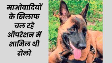 छत्तीसगढ़ में CRPF की डॉग को मधुमक्खियों ने मारे 200 डंक, जवानों की जान बचाने वाली रोलो फिर नहीं उठी