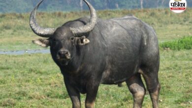 Chhattisgarh State Animal Wild Buffalo (Photo source- Patrika)