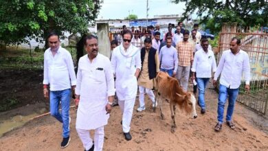 समोदा गौठान में 18 गौवंश की मौत:  कांग्रेस के निरीक्षण दल ने कहा-गौवंश के शव चील-कौवे नोच रहे,विकास बोले- भाजपा सरकार में गौवंश सुरक्षित नहीं - Raipur News