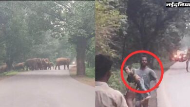 हाथियों के हमले से बचने के लिए बच्चे को गोद में लेकर भागा पिता, धरमजयगढ़ में 49 दंतैलों ने मचाया तांडव