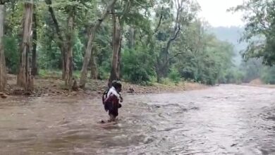 कवर्धा में बारिश से नदी का जलस्तर बढ़ा:  बड़ौदा खुर्द में पुल का अभाव, जान जोखिम में डालकर नदी पार कर रहे बच्चे और ग्रामीण - kabirdham News