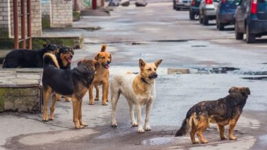 Stray Dogs: विशेषज्ञ बोले- आवारा कुत्तों के सटीक आंकड़े के बिना योजना नहीं बना सकते अधिकारी, गणना जरूरी