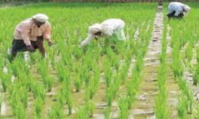 किसानों ने धान बेचकर मात्र 11 दिनों में चुका दिए 136 करोड़ रुपये के ऋण, 1,998 लाख क्विंटल धान की हुई खरीदी