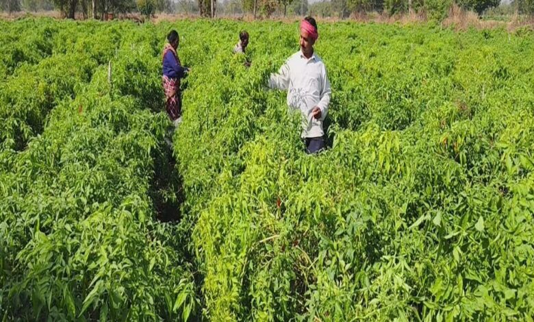 छत्तीसगढ़ के किसान का कमाल… खेती में नए प्रयोग से बने कृषि उद्यमी, हो रही लाखों की कमाई