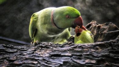 ‘बोलता हुआ तोता’ बना साइबर ठगी का नया हथियार, सोशल मीडिया पर जाल बिछा रहे ठग
