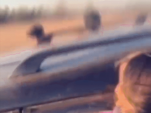 फेयरवेल के बाद स्टूडेंट्स का स्कॉर्पियो पर खतरनाक स्टंट...VIDEO: चलती कार से बाहर लटककर बोतल लहराई, ग्राउंड में ड्रिफ्ट किया; विंडो पर बैठकर मस्ती - Jashpur News