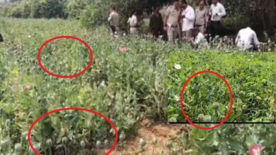 Opium Expose: नदी किनारे करोड़ों के अफीम की खेती.. दुर्ग, बलरामपुर के बाद अब रायगढ़ में बड़ा खुलासा, पूर्व CM बघेल ने बोला हमला | Opium Expose Opium Cultivation Exposed In Raigarh