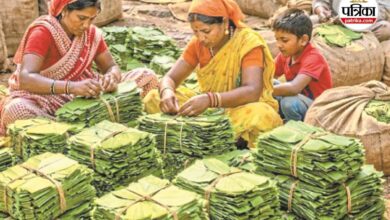 Tendu Leaf Collection: तेंदूपत्ता उत्पादन का नया रिकॉर्ड संभव, अप्रैल से शुरू होगा महा-अभियान | New Record Of Tendu Leaf Production Possible In Bastar