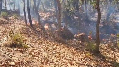 मरवाही के जंगलों में भीषण आग, कई इलाके धुआं-धुआं:  तेंदू पत्ता खरीदी से पहले ग्रामीणों पर जानबूझकर आग लगाने का आरोप, वन विभाग परेशान - Gaurela News