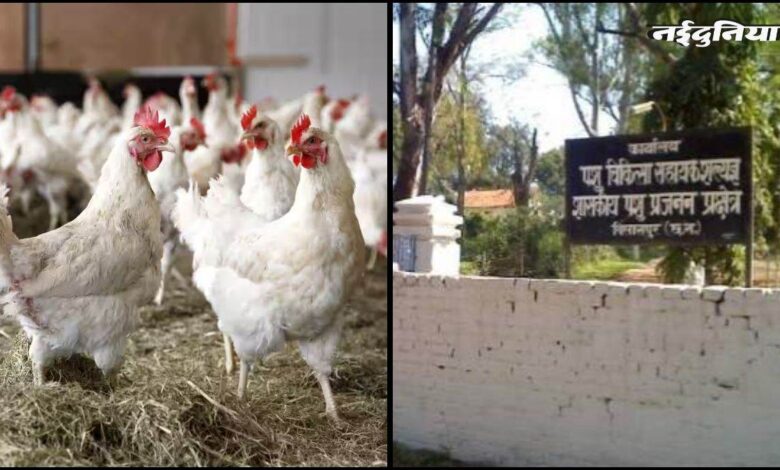 सरकारी पोल्ट्री फार्म में 5000 से अधिक मुर्गियों की संदिग्ध मौत, बर्ड फ्लू की जताई जा रही आशंका, पशु चिकित्सा विभाग में मचा हड़कंप