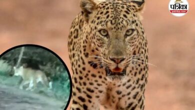 Leopard News: रिहायशी इलाके में दिखा तेंदुआ, वायरल वीडियो के बाद वन विभाग अलर्ट | Forest Department On Alert After Leopard Sighting In Residential Area