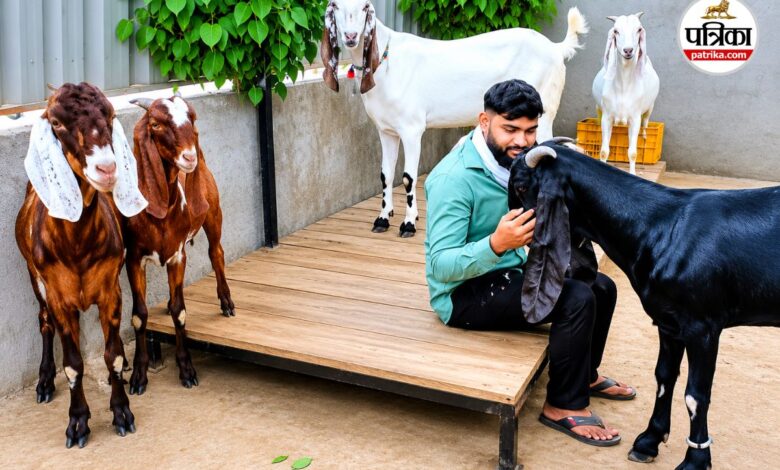 Bakrid 2026: बकरीद से पहले रायगढ़ में ‘शाही बकरों’ का जलवा, डेढ़ लाख तक में बिक रहे खास नस्ल के बकरे | One And Half Lakh Goat Sold For Bakrid In Raigarh