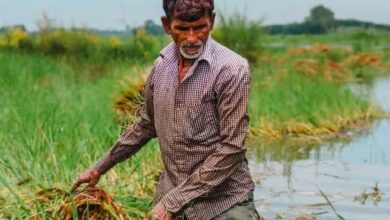 खरपतवार, कीड़े-बीमारी, इनसे जीते तो 25-30% पैदावार बढ़ना तय:  विशेषज्ञ की सलाह- उपाय नहीं किया तो नुकसान तय, फसल के शुरुआती 20-30 दिन सबसे नाजुक - Raipur News