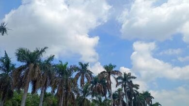 CG Weather Update: छत्तीसगढ़ में अगले पांच दिन सक्रिय रहेगा मानसून, उत्तर और मध्य जिलों में बारिश के आसार