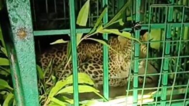 CG News: खैरा गांव में तेंदुए का आतंक खत्म, वन विभाग ने रेस्क्यू कर किया काबू, ग्रामीणों ने ली राहत की सांस