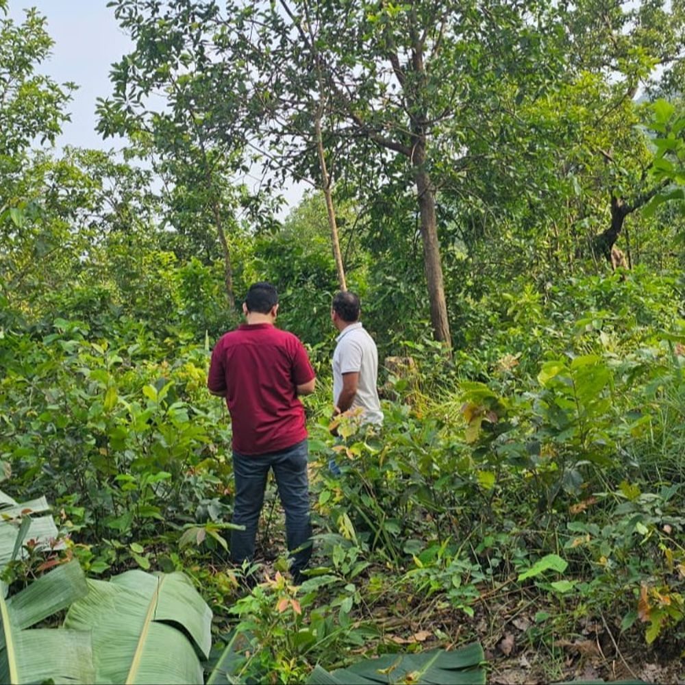 रायगढ़ के जंगल में हाथियों के दल से बिछड़ा 2 साल का शावक, वन विभाग कर रहा निगरानी