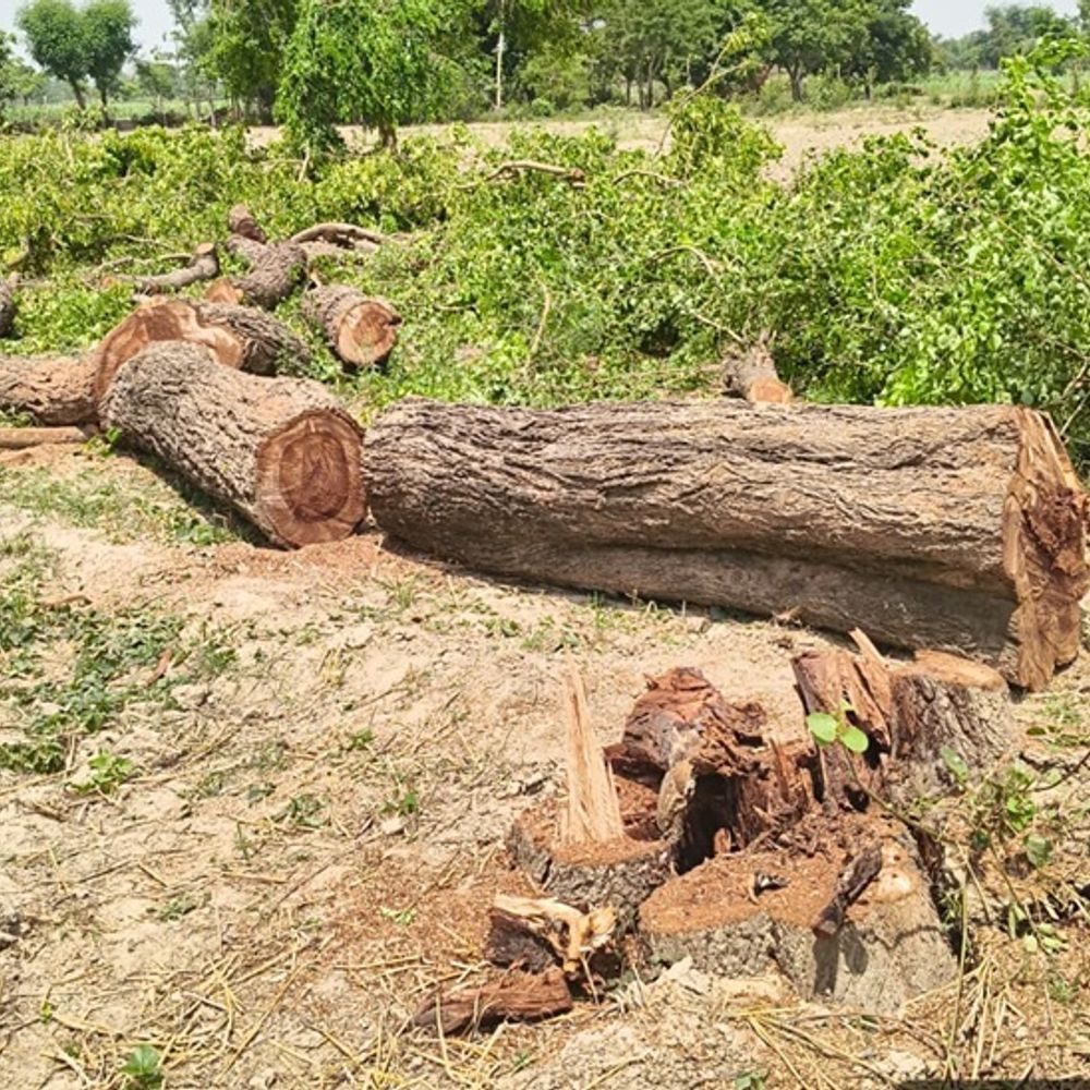 अनुमति से ज्यादा पेड़ काटने के मामले में आत्मानंद स्कूल बतौली की प्रिंसिपल सस्पेंड