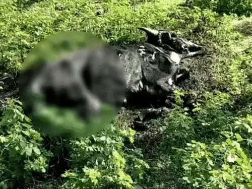 बलौदाबाजार के गौठान में 20 से ज्यादा गायों के शव सड़ी हालत में मिले, प्रशासन ने शुरू की जांच
