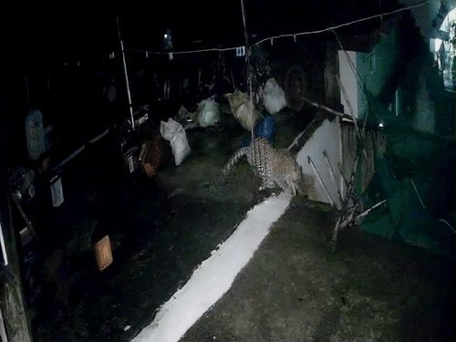कांकेर में तेंदुए ने पालतू जर्मन शेफर्ड को बनाया शिकार, CCTV में कैद हुई पूरी घटना